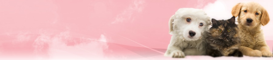 �����ōŋ��̉p���@